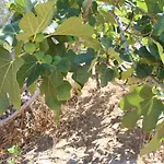 펜션 μικρό ανάδιο Kapsálion